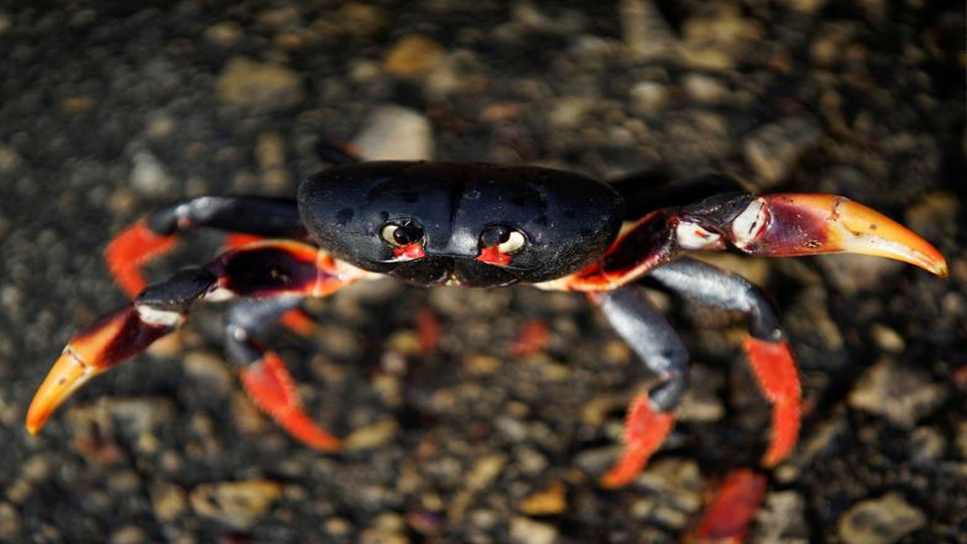 Know The Facts of Crab Cuban Disaster In Hindi