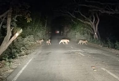 Tiger clan growing in Pilibhit Tiger Reserve, tigress seen with four cubs