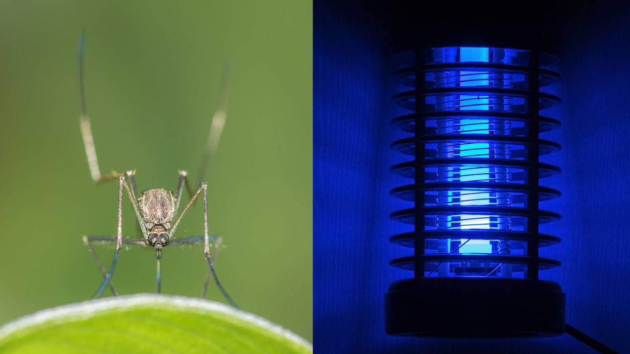 Best Electronic Led Mosquito Killer Lamp Machine price and all details are here