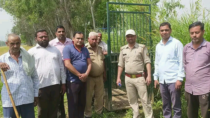 Forest department put cage in Chamraula