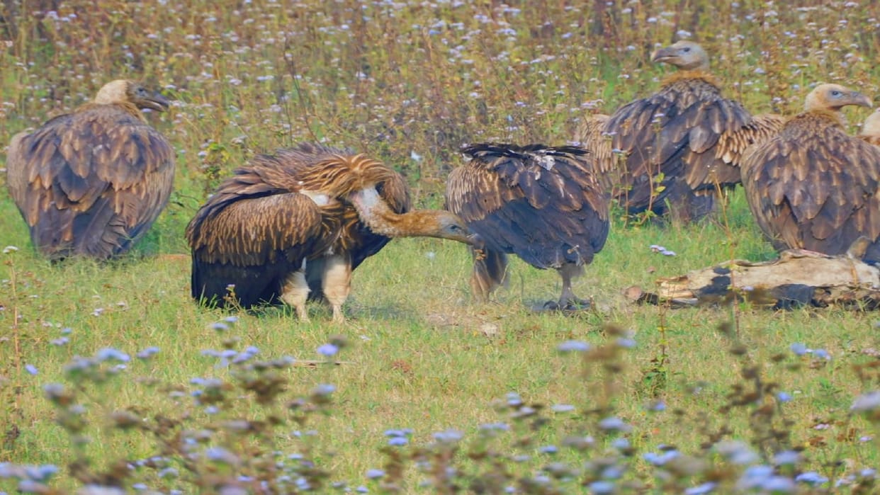 Flock of rare vultures seen after a long time in Dudhwa Tiger Reserve
