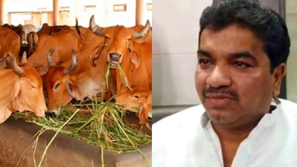 Indore: On Gudi Padwa, MLA Shukla hosted a feast of 1008 cows, will distribute jaggery and coriander to the citizens