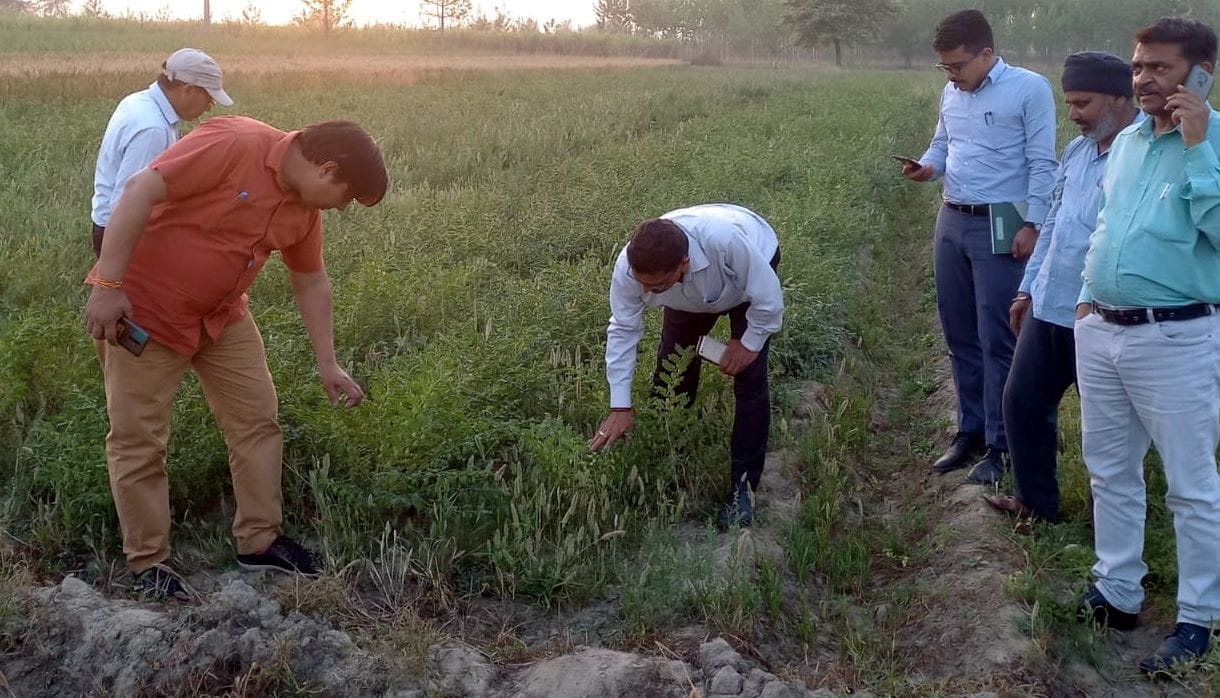Co-cropping farming is showing the new path to the farmers