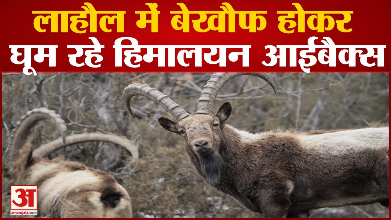 अमर उजाला ग्राफिक्स