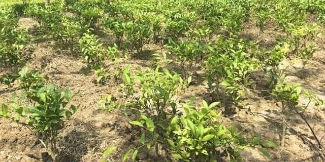 Bilaspur's mechanical engineer prepared tea garden in 20 bighas