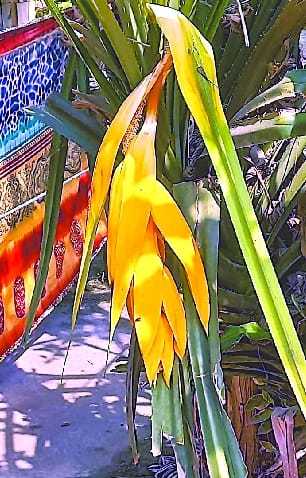 Rare Ketki flower blossomed in front of the temple in Barkheriajat