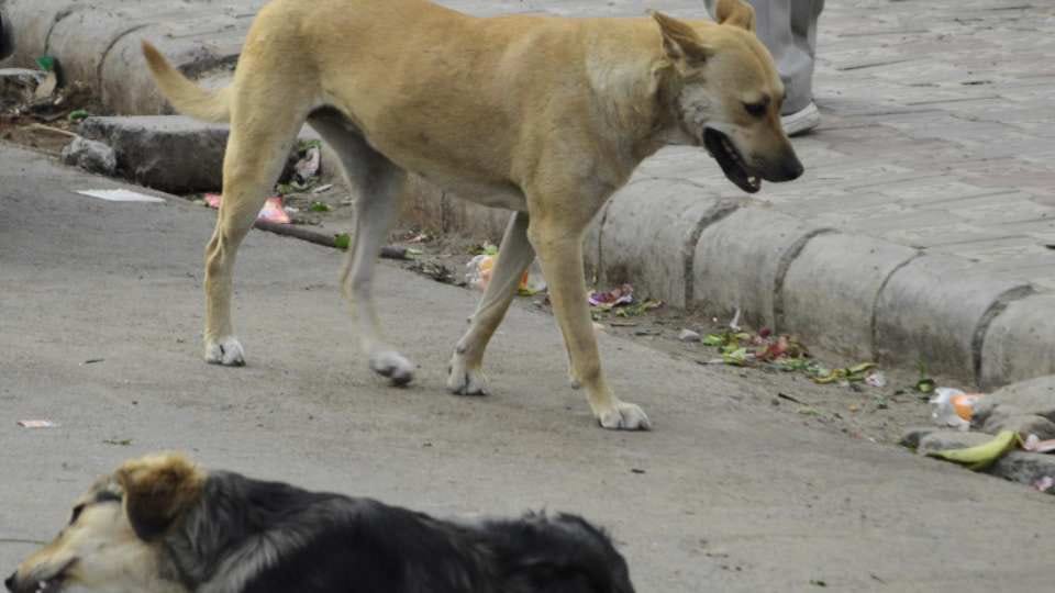 People getting troubled by stray dogs in Chandigarh