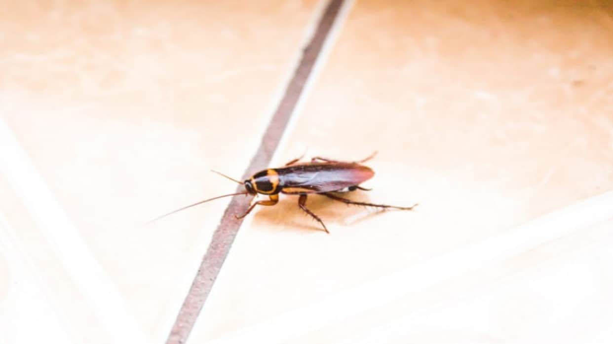 This Creature Can Live Without Head For One Week Know The Reason Here