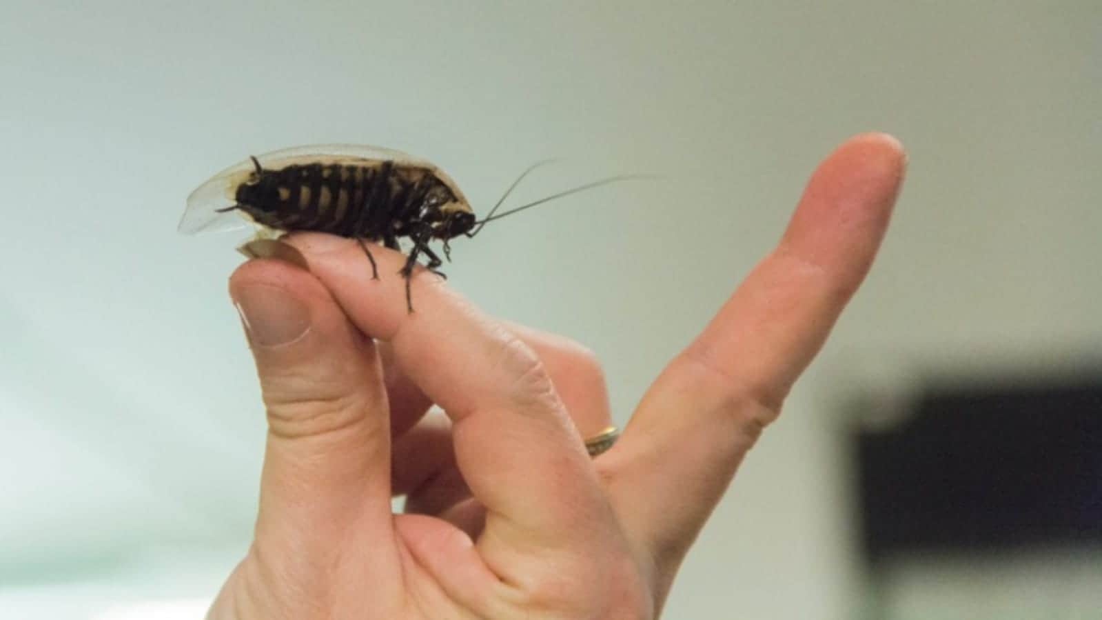 This Creature Can Live Without Head For One Week Know The Reason Here