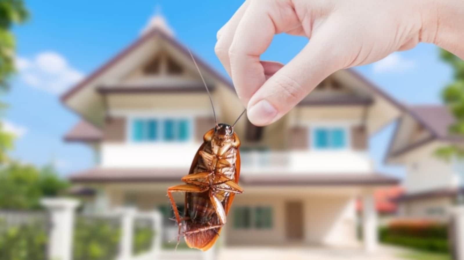 This Creature Can Live Without Head For One Week Know The Reason Here