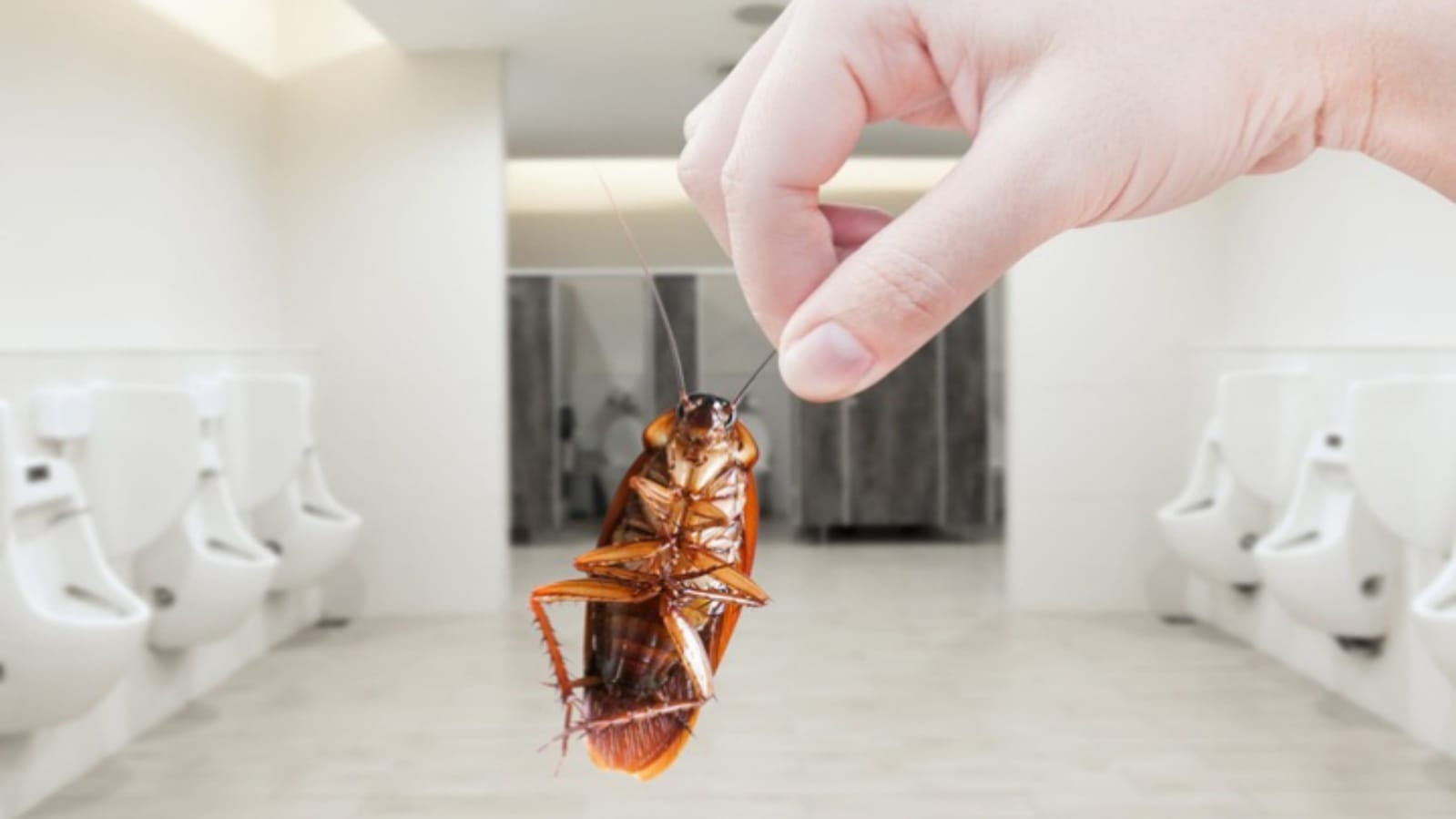 This Creature Can Live Without Head For One Week Know The Reason Here