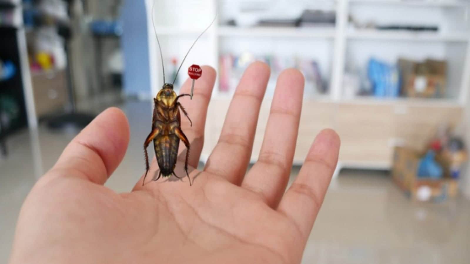 This Creature Can Live Without Head For One Week Know The Reason Here