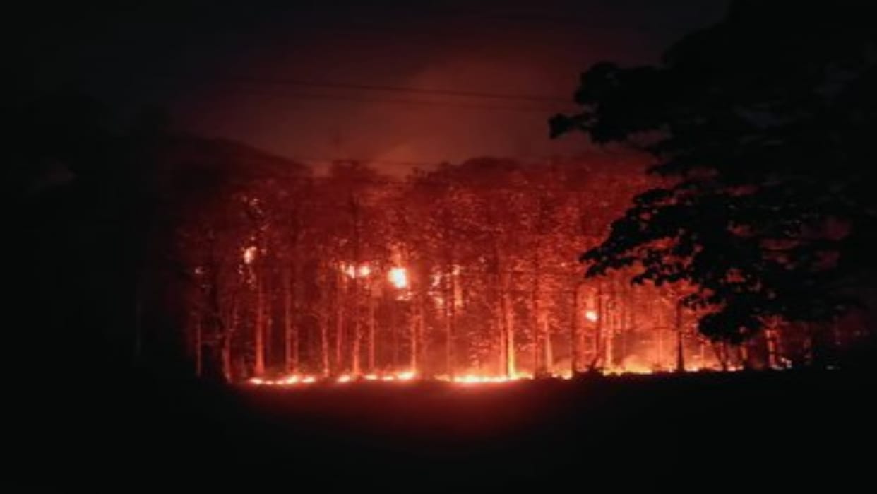 Forests of Uttarakhand and Himachal blazed up as the heat increased