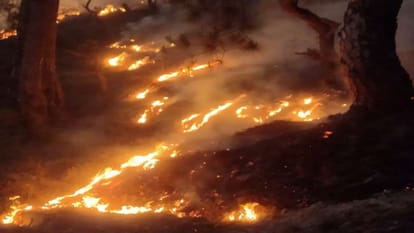 fire in forest 16840 forest fire incidents recorded in three days in India