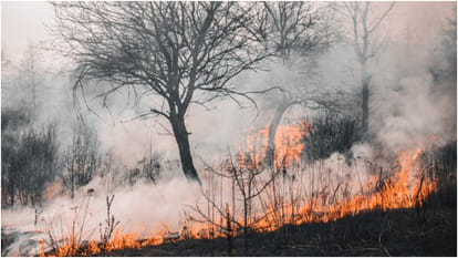 fire in forest 16840 forest fire incidents recorded in three days in India