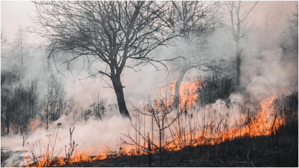 Massive fire at Jharkhand forest, 4 firefighters injured