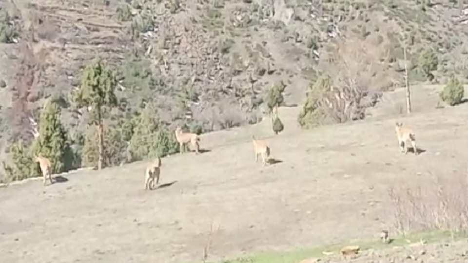 Wildlife Himachal: Due to the ban on hunting, ibex roaming among the population