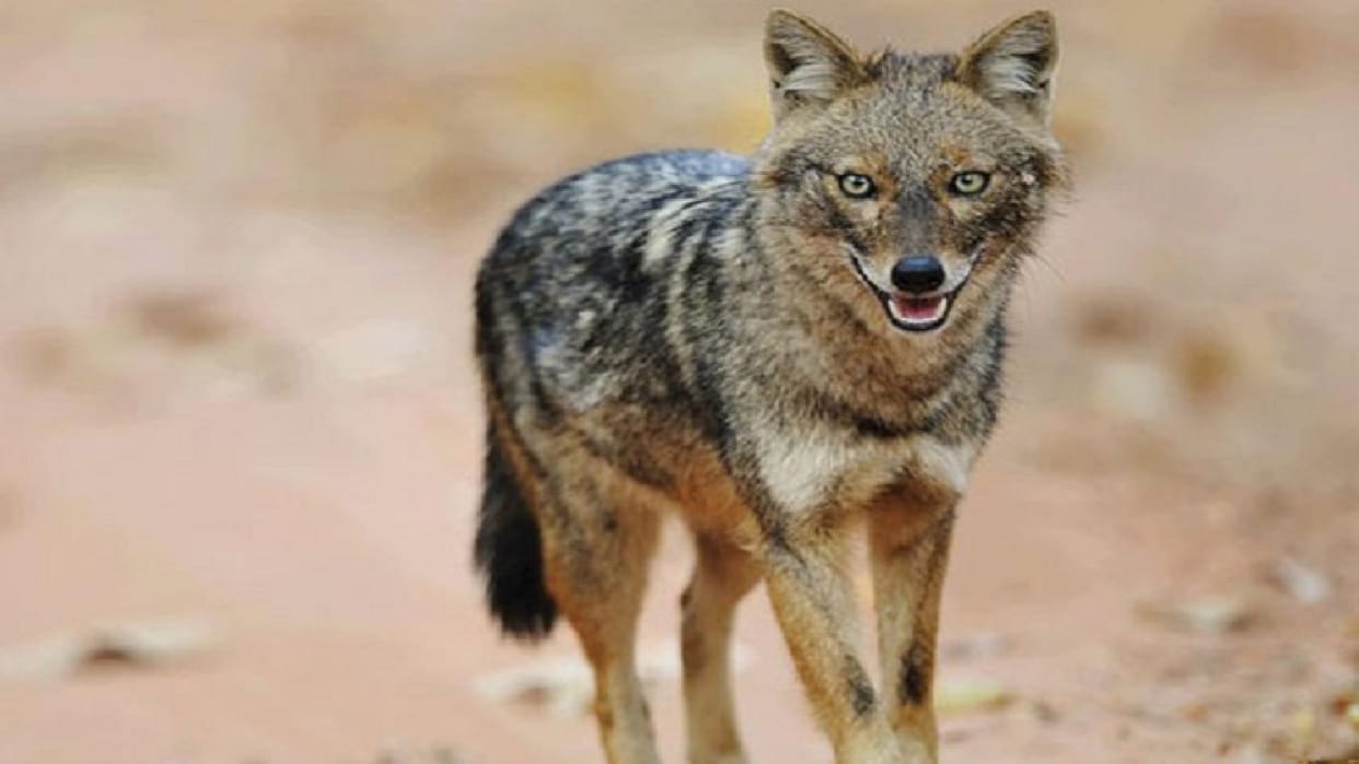Indore: Rabies spread in Kamala Nehru Zoological Museum, 6 wolves died in 3 days, remaining 2 were isolated