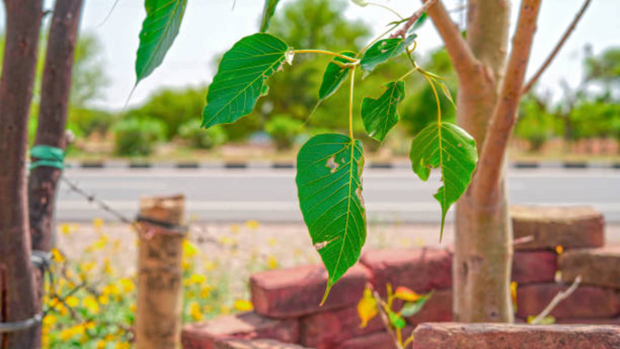 Peepal Ped Ke Upay worship peepal tree on Saturday to get money and happiness