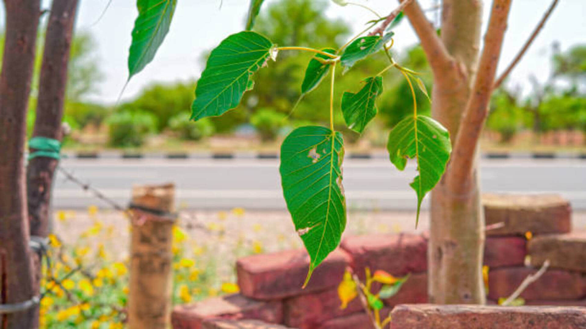 vastu tips for plants at home in hindi do not plant these trees in the house