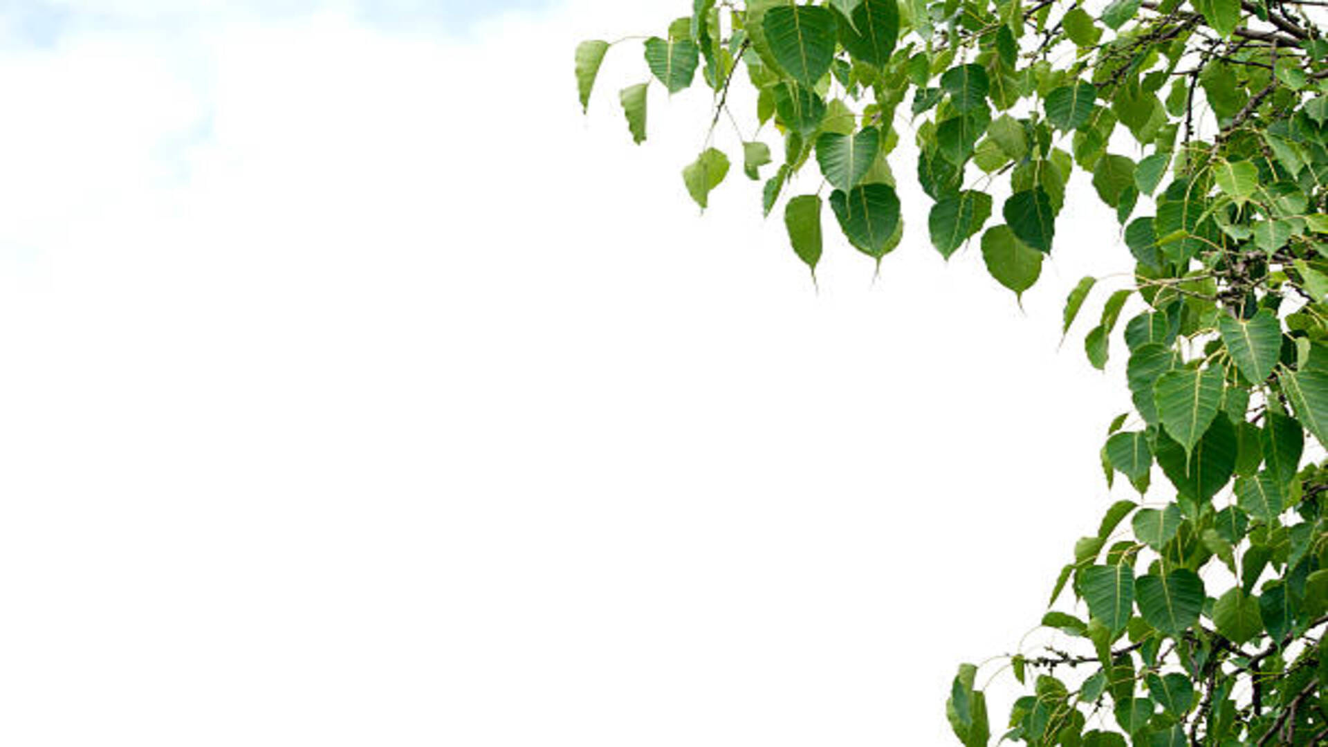 Peepal Ped Ke Upay worship peepal tree on Saturday to get money and happiness
