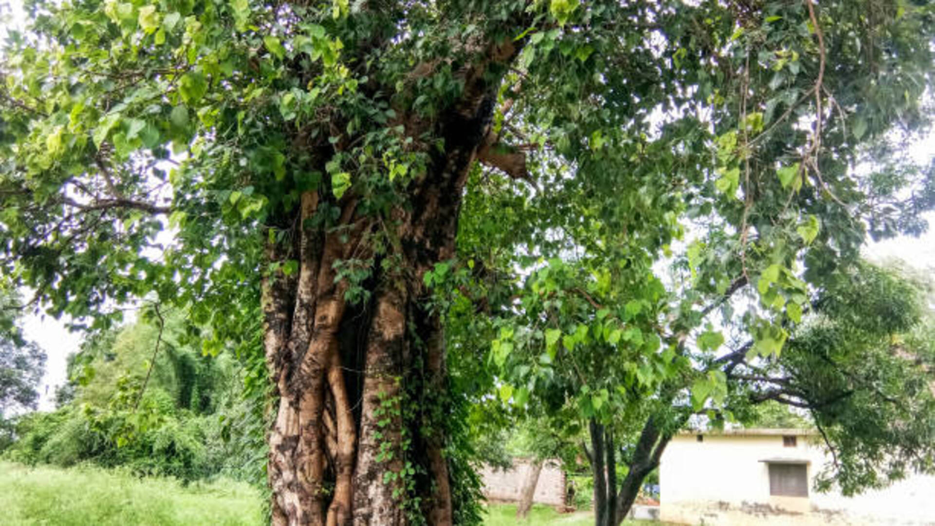 Peepal Ped Ke Upay worship peepal tree on Saturday to get money and happiness