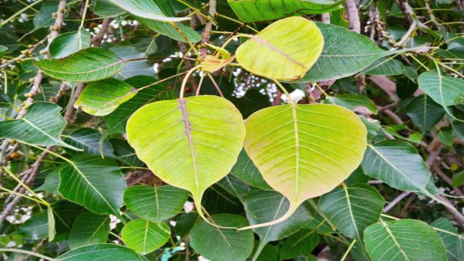 Peepal Ped Ke Upay worship peepal tree on Saturday to get money and happiness