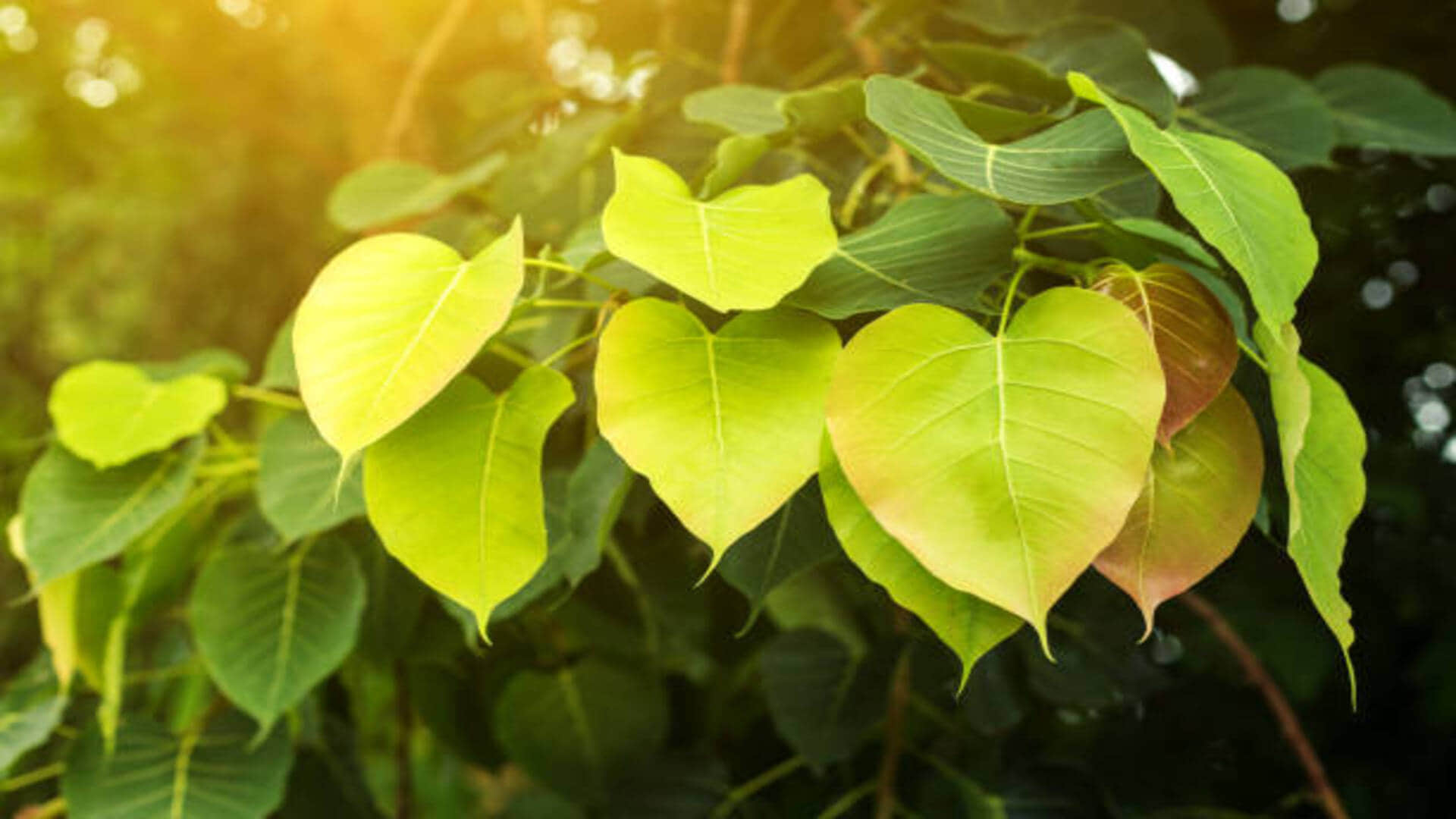 Shaniwar Ke Upay for happiness in life in hindi