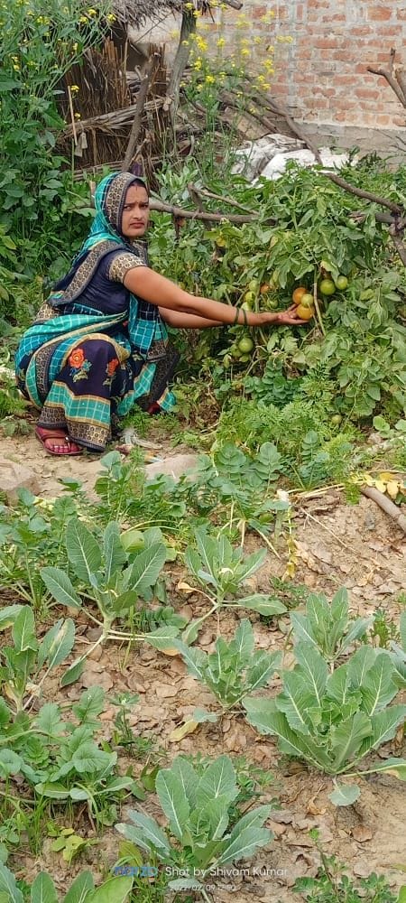 auraiya news,Aajeevika Sakhi Anupam Nutrition Vatika became self-sufficient