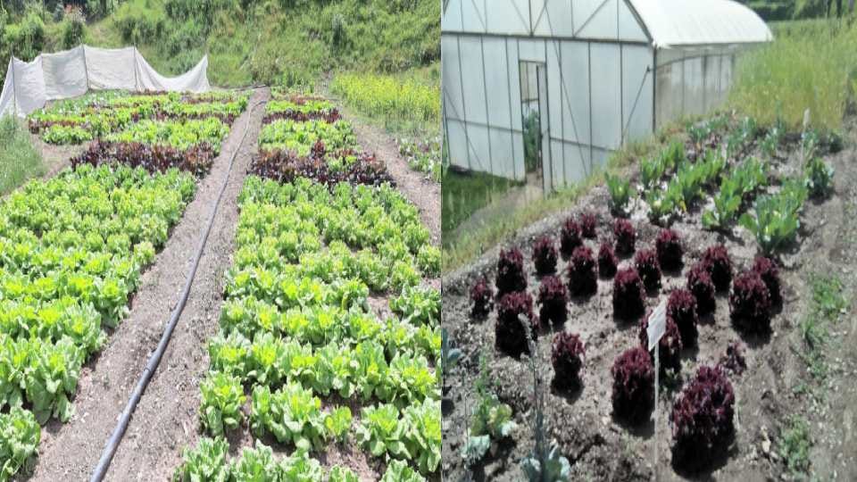 New variety of foreign saag will protect against heart diseases, Nauni University gets success