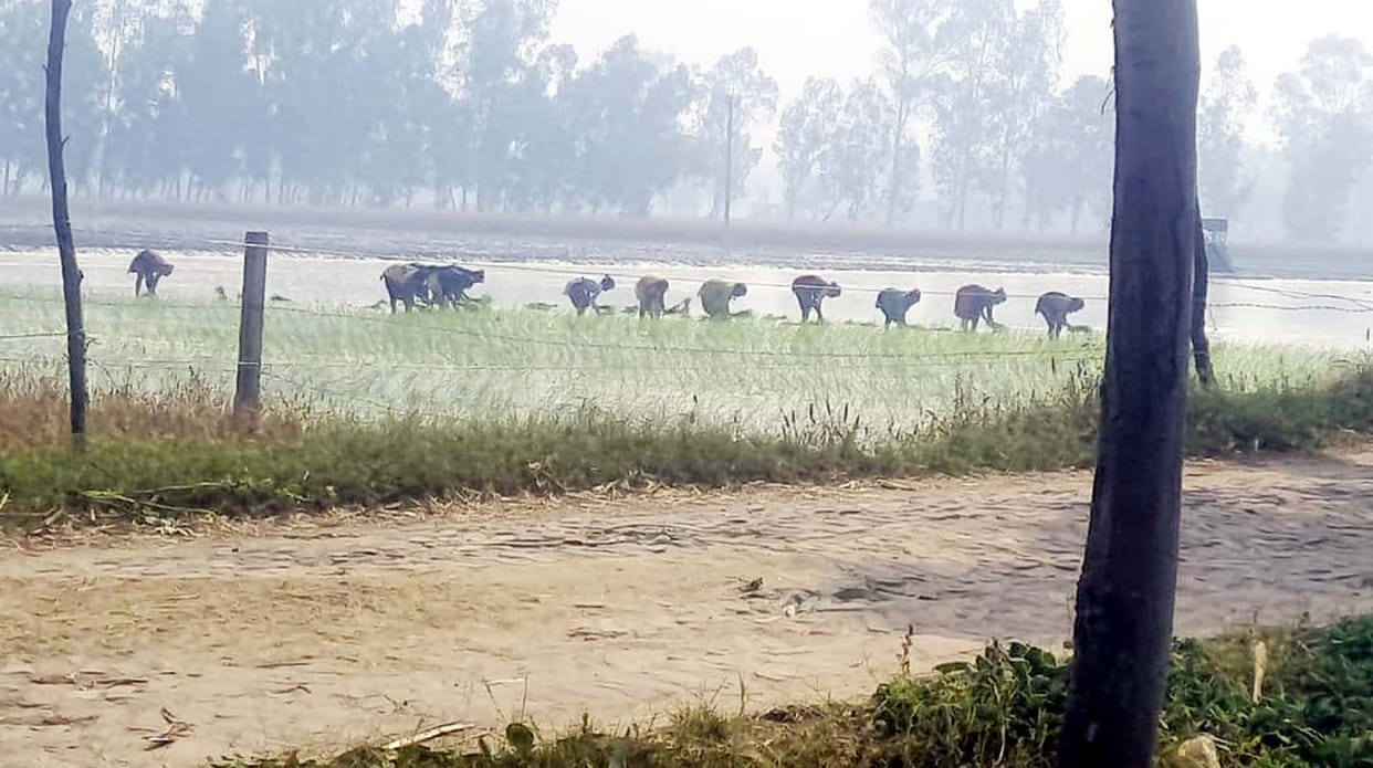 Despite the ban, farmers are doing arbitrariness