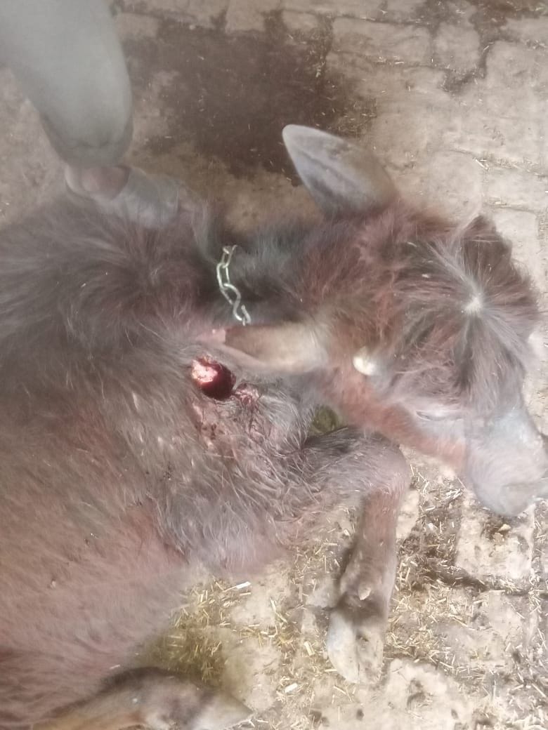 Stray dogs plucked four animals tied in the dhani of village Shahpur Begu