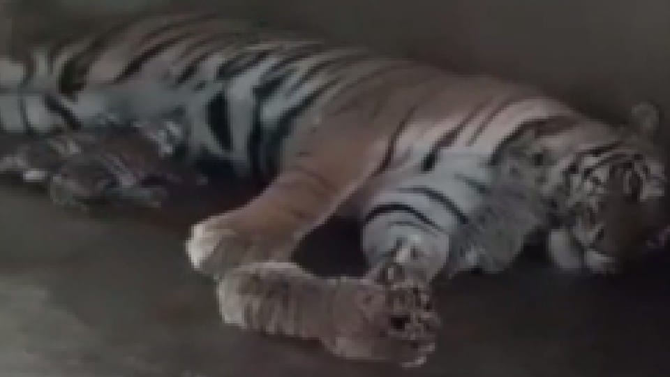 Tiger's family increased in Indore: The tigress, who broke the cage twice in the zoo, gave birth to four cubs