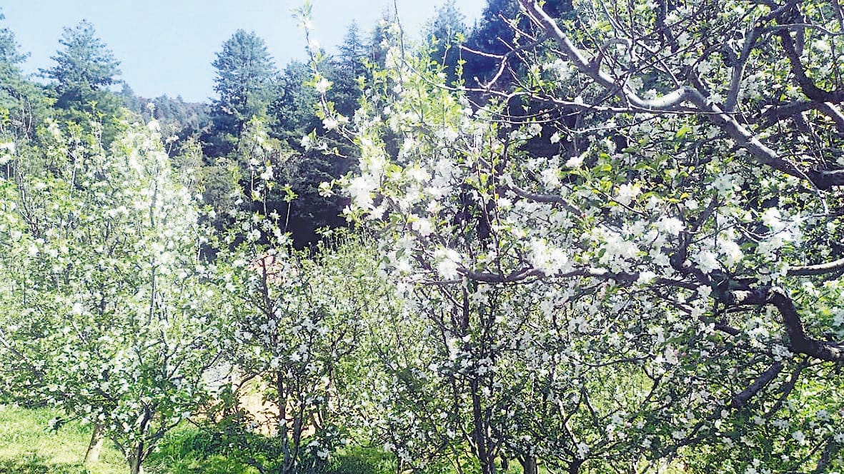 Gardeners stunned by the bumper flowering of apples