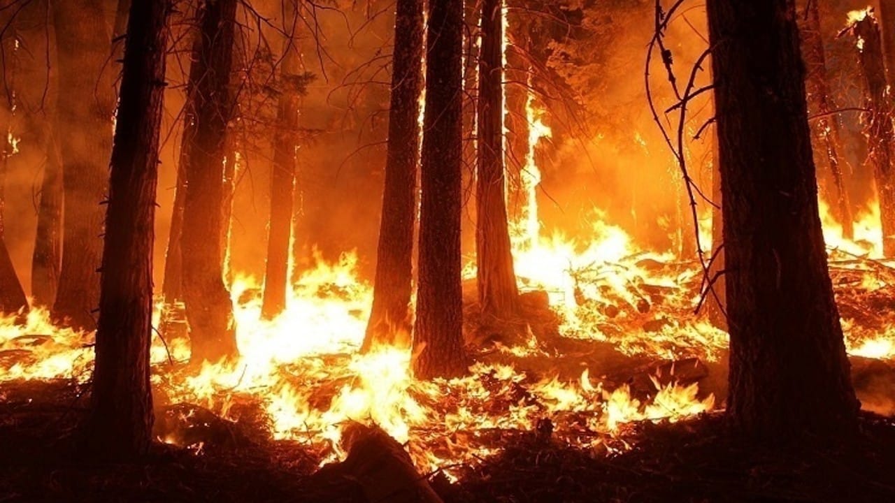 Fire in Forest: More than 60000 Forest Fire Incidents Recorded in 7 Days These 5 State’s Big Forests Are More Affected