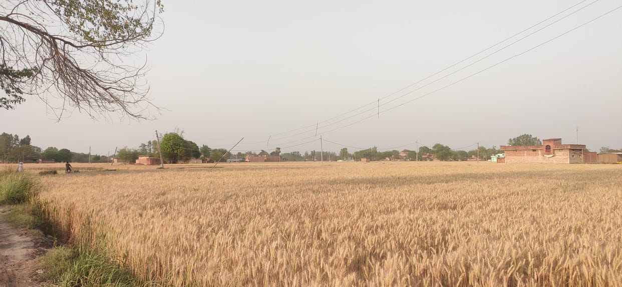 Hanging electric wires threaten crops