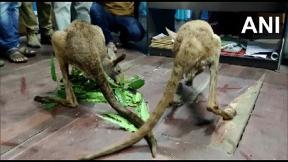 पश्चिम बंगाल में घायल अवस्था में मिले कंगारू