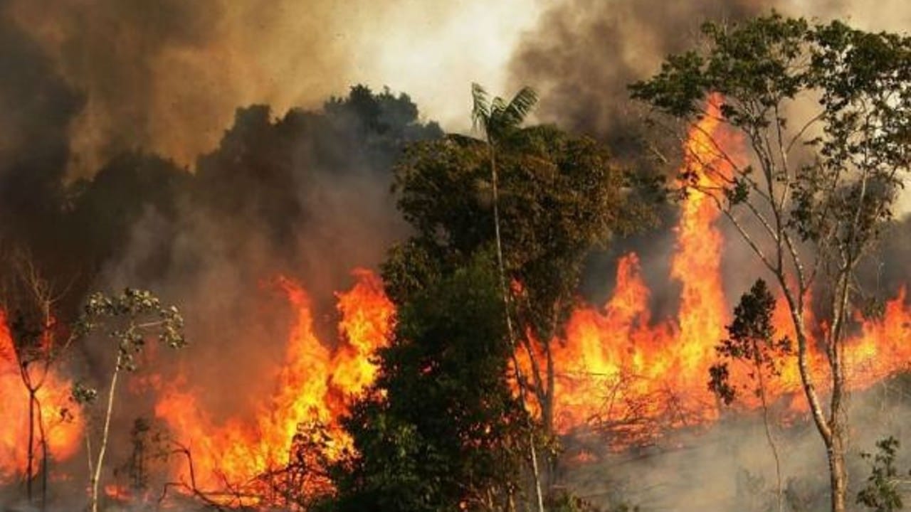 Fire in Forest: More than 60000 Forest Fire Incidents Recorded in 7 Days These 5 State’s Big Forests Are More Affected