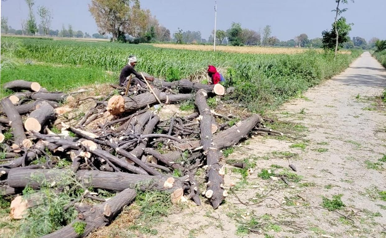 Farm owners cut green trees of banned species on the roadside
