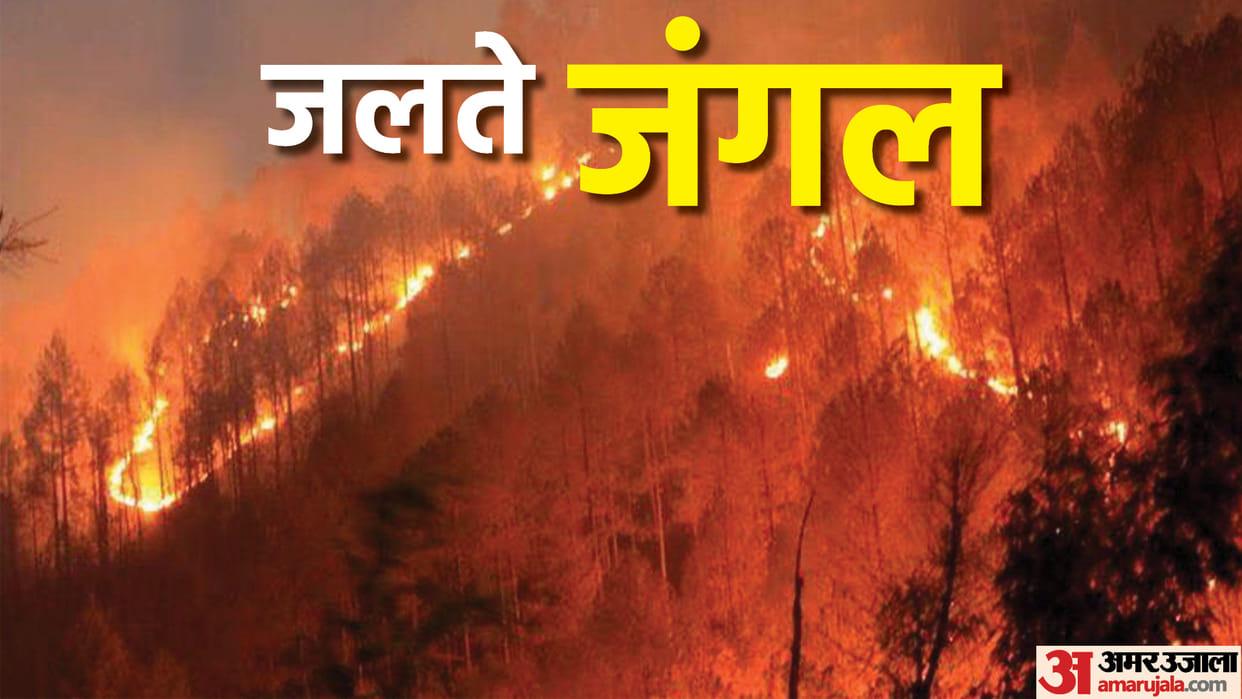 Fire in Forest: More than 60000 Forest Fire Incidents Recorded in 7 Days These 5 State’s Big Forests Are More Affected