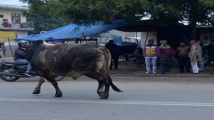 Sambhal News: सांड ने किसान को पटककर मार डाला, पशुओं की रखवाली के लिए घेर में सो रहे थे, घर में कोहराम