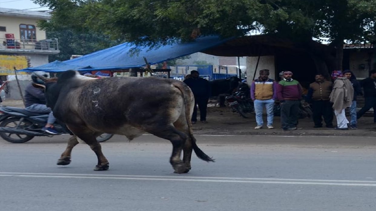 Bull attacked on policeman soldier jumped in air