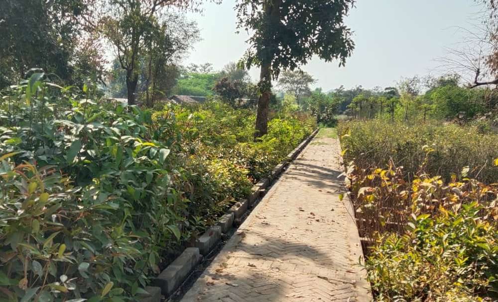 12 lakh saplings ready in nursery, will be planted in July