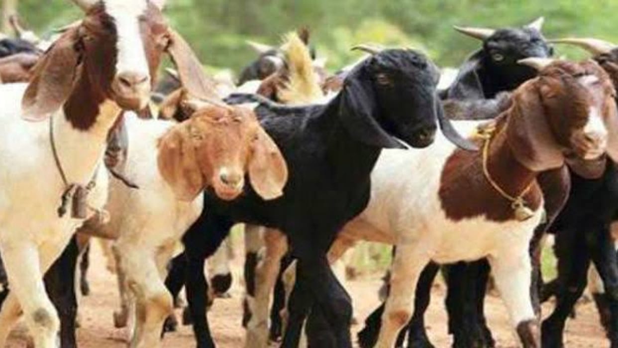 Chhatarpur: Accused arrested for robbing goats, police confiscated 18 goats including Bolero car