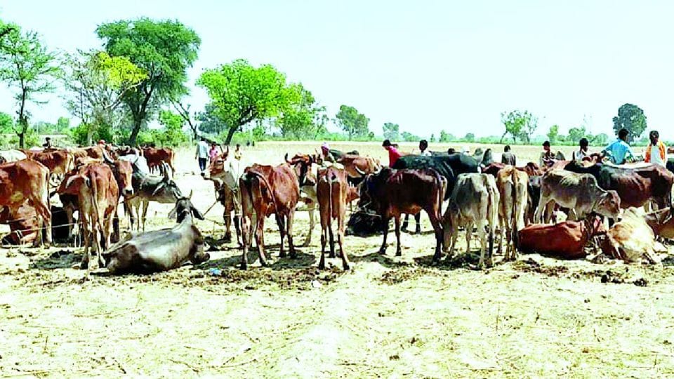 VHP and Bajrang Dal workers freed three hundred govansh in etah
