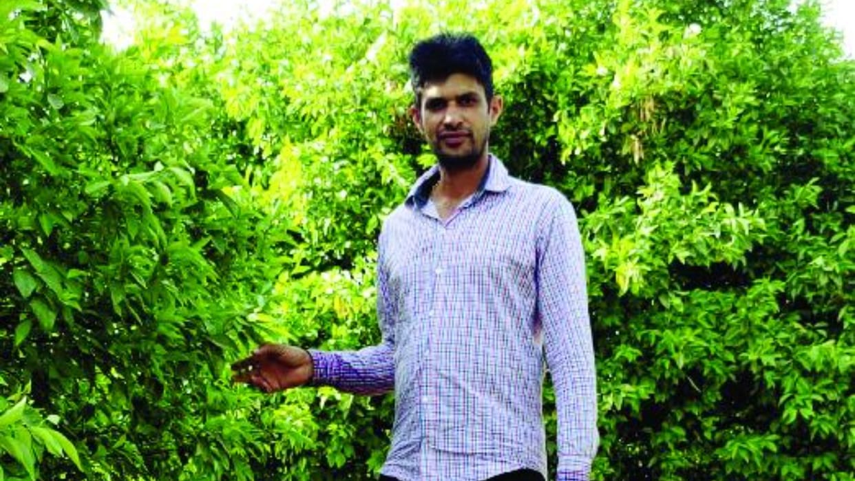 Two farmer brothers are earning profits from horticulture in Chaupata area of Sirsa