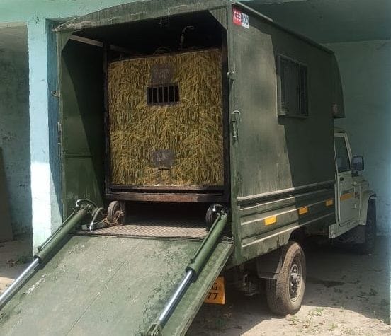 Pressure cage will help in rescuing the tiger