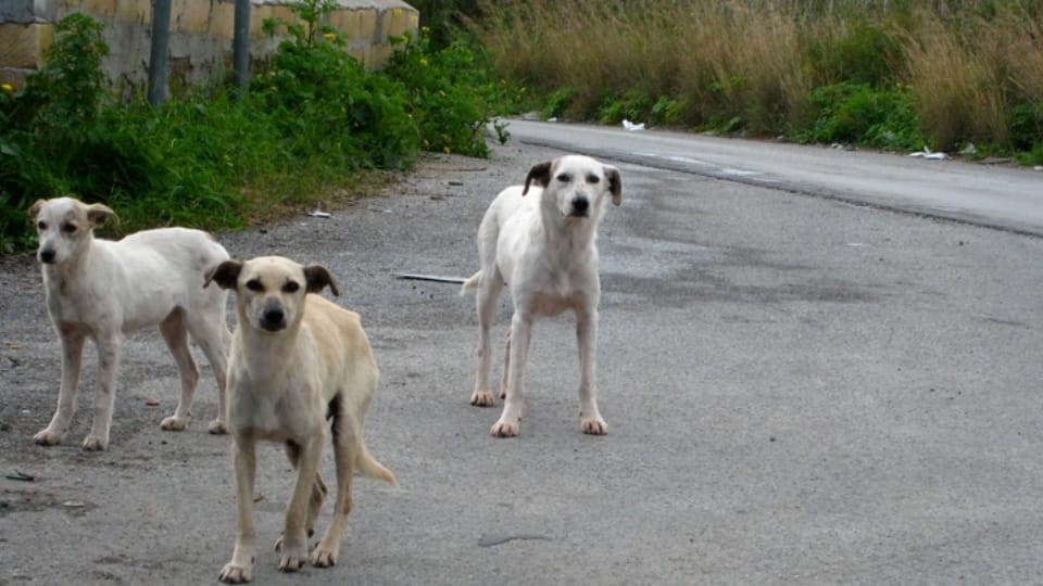 Dogs bite Child in Village Bhangoi of Amritsar