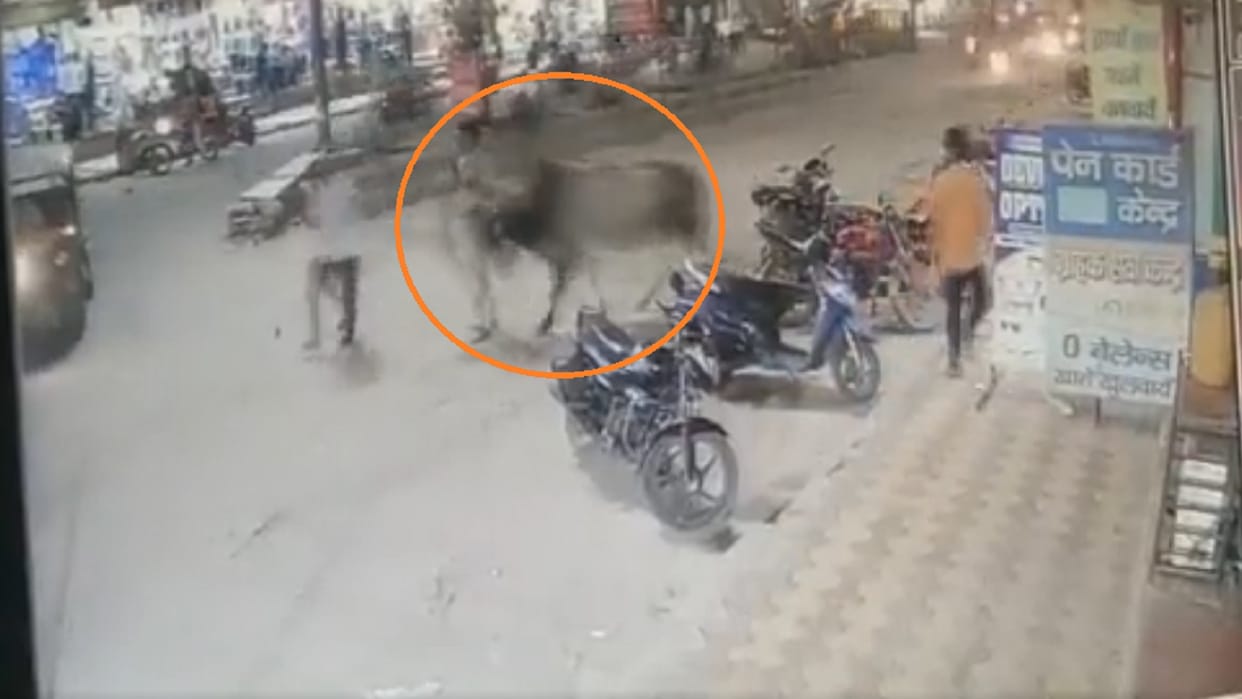bull attack on delhi police while on duty admitted in hospital watch video