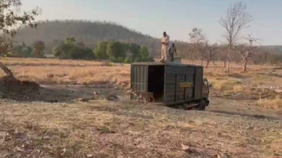 Sehore: 42 chitals left in Khiwani Sanctuary to eradicate the hunger of tigers, an exercise to stop migration